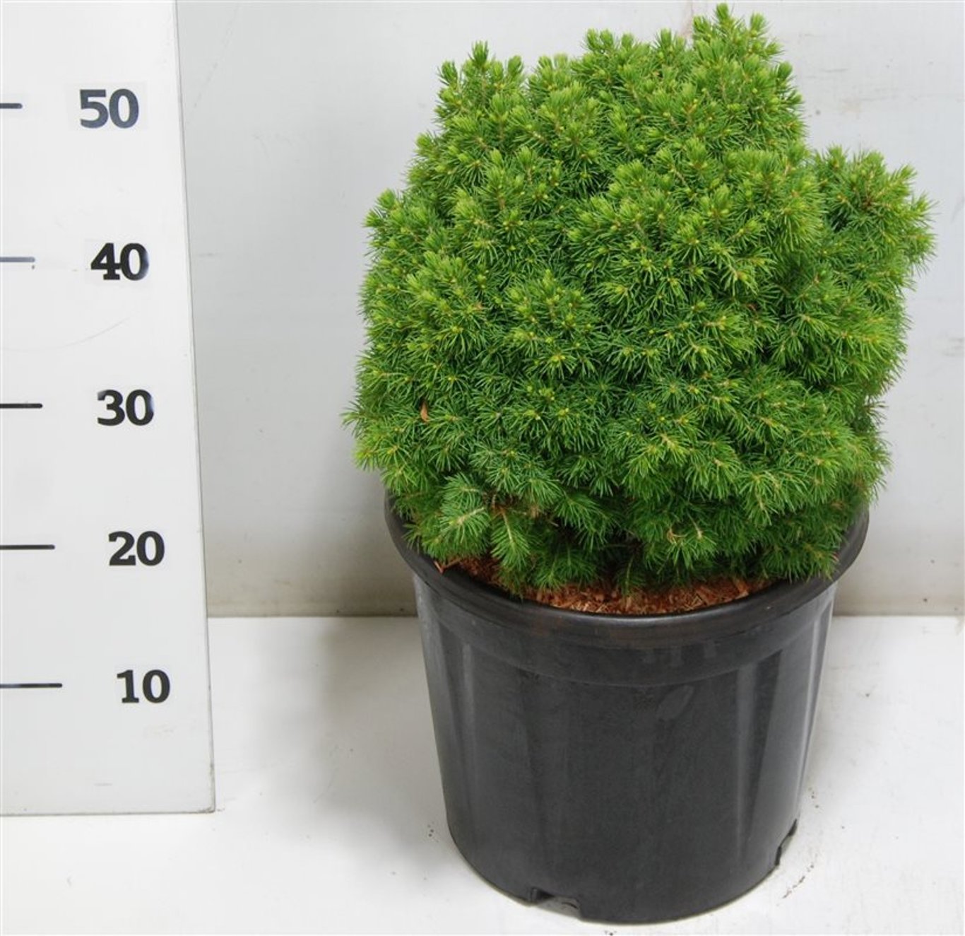 Picea gl. 'Alberta Globe' - C12 35-40 CM